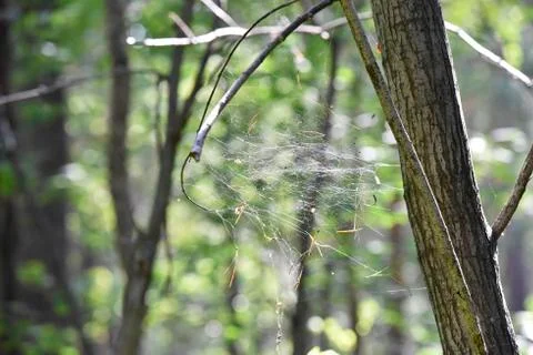 Chaotic spider web under the sunlight in forest on summer Stock Photos