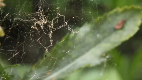 Chaotic spiderweb in breeze Stock Footage 111768170