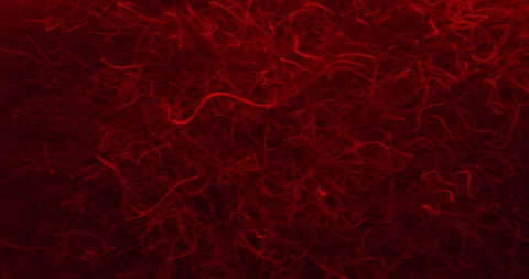 Chaotic Threadworms In Red Light. Parasitic Worms. Microscopic. closeup Vidéo 278997471