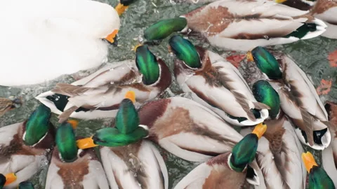 Chaotic waterfowl display with lively splashes and flapping wings. Energetic Stock Footage 335544683