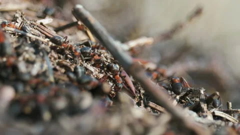 Chaotically moving in different directions red ants in an anthill. Many insects 스톡 동영상 106664980