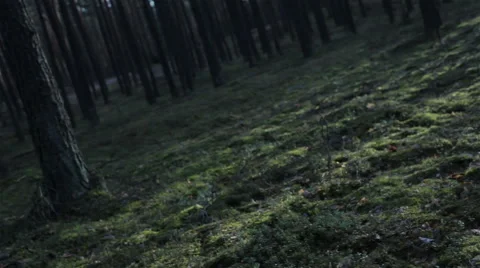 Chaotically moving through pine trees forest Stock Footage 59108819