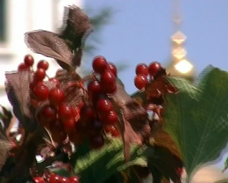 Chapel-2 Stock Footage 308281