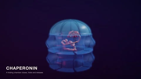 A Chaperonin Caps Its Chamber Around An Unfolded Protein Folds It Inside And Stock Footage 344537963