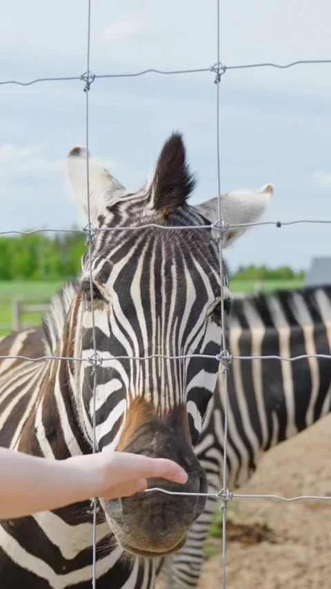 Chapman's zebra eating from visitor hand behind fence in outdoor zoo enclosure Stock Footage 312194352