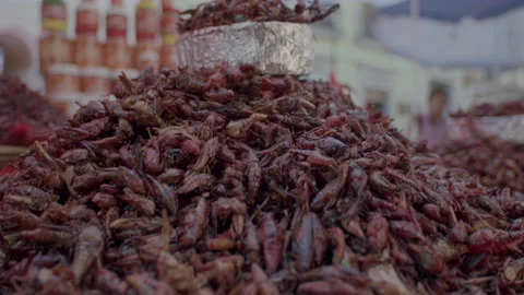 Chapulines2 Stock Footage 230200223