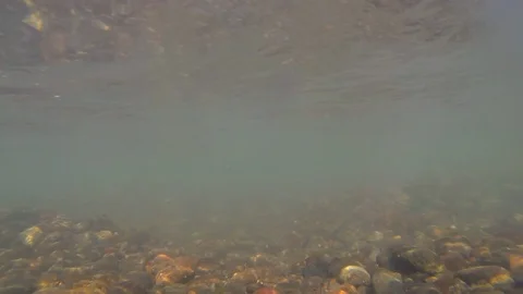 Char swims in river over spawning pit underwater shooting Stock Footage 116599268