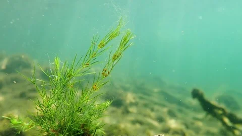 Chara Virgata Stonewort Alga With Gameta Stock Video Pond5