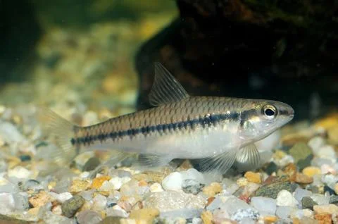 Characid fish Stock Photos