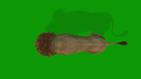 Character of a lion all sequence in one video from sky 3D rendering animation 库存影片 308218543