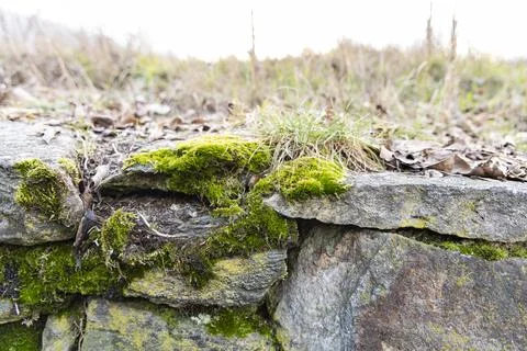 Characteristic moss growing on a stone wall Stock Photos