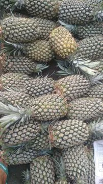 Characteristics of Fresh Pineapple Stock Photos