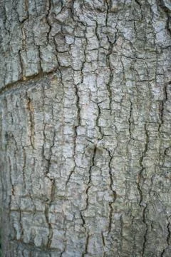 Characteristics of tree bark. Stock Photos