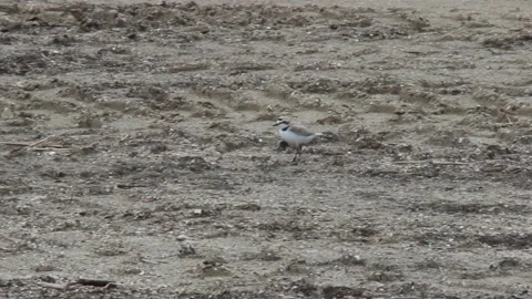 Charadrius alexandrinus Stock Footage 154041550