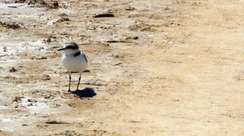 Charadrius alexandrius 001 Stock Footage 25592455