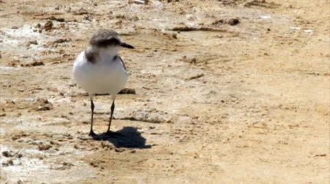 Charadrius alexandrius 002 Stock Footage 25592475