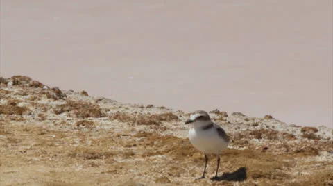 Charadrius alexandrius 004 Stock Footage 25592627
