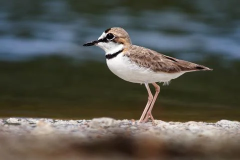 Charadrius collaris - Collared Plover small shorebird in the plover family, C Stock Photos