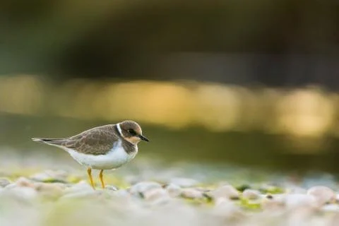 Charadrius dubius Fotos de archivo