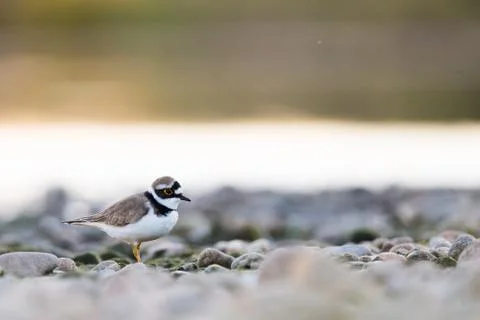 Charadrius dubius Fotos de archivo