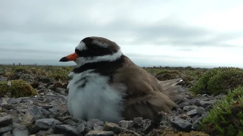Charadrius hiaticula Common ringed plover Arctic Novaya Zemlya Stock Footage 75265526