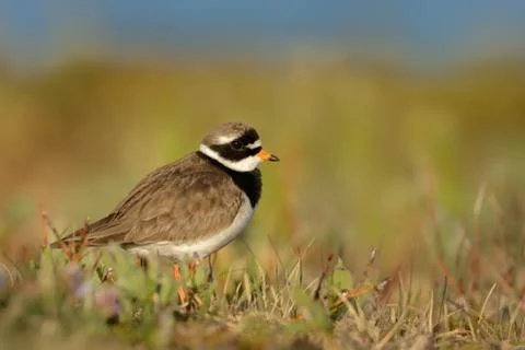 Charadrius hiaticula - Common Ringed Plover  in the meadow. Norway, Varanger Stock Photos