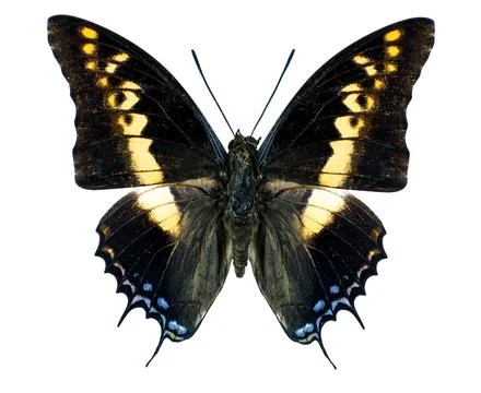 Charaxes castor butterfly with distinct patterns in a natural resting posit.. Stock Photos