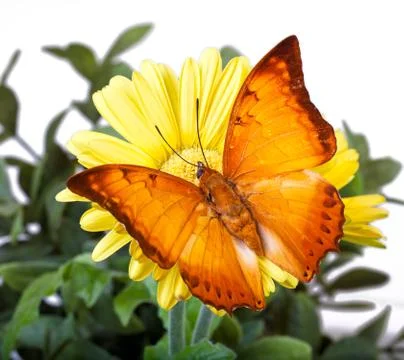 Charaxes distanti Butterfly Foto stock