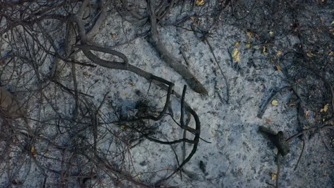 Charcoal and ash of burnt forest. Australia bush fire in wild nature Stock Footage
