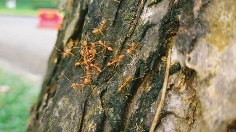 Charcoal ant cooperation Stock Footage 233661484