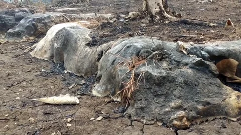 Charcoal-Colored Rock Formation in Dry Terrain Video stock 341797596