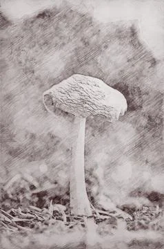 Charcoal or graphite drawing of psilocybe semilanceata known as liberty cap Stock Photos