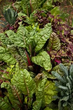 Chard and cabbage Stock Photos