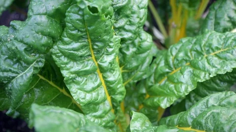 Chard Close-up from Above Video stock 91410495