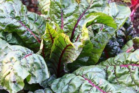 Chard in the garden Stock Photos