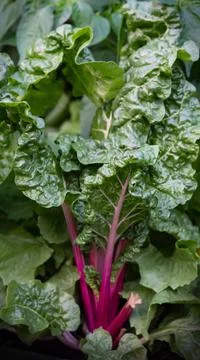 Chard growing in vegetable patch Stock Photos