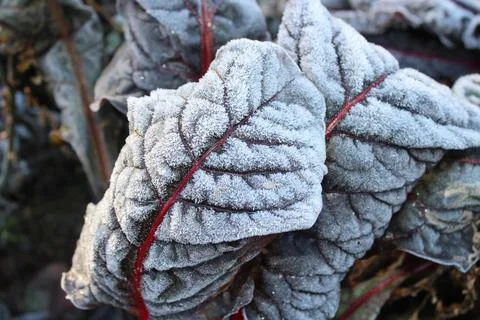 Chard with hoarfrost Stock Photos