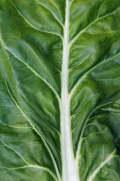 Chard Leaf Stock Photos