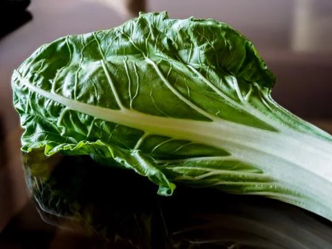 Chard leaf. Stock Photos