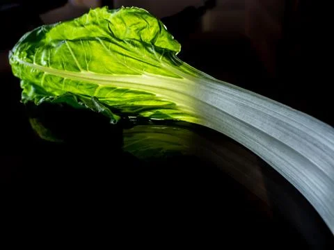 Chard leaf. Stock Photos