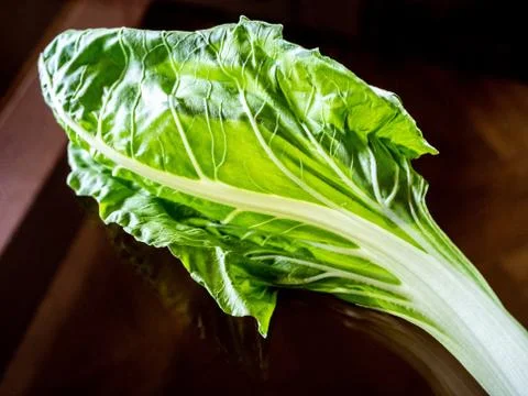 Chard leaf. Stock Photos