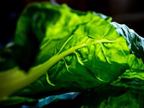 Chard leaf. Stock Photos