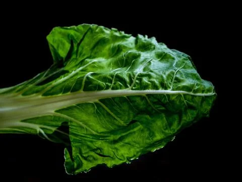 Chard leaf. Stock Photos