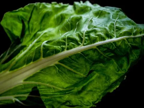 Chard leaf. Stock Photos