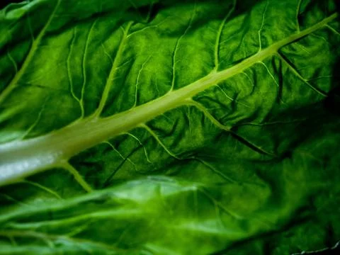 Chard leaf. Stock Photos