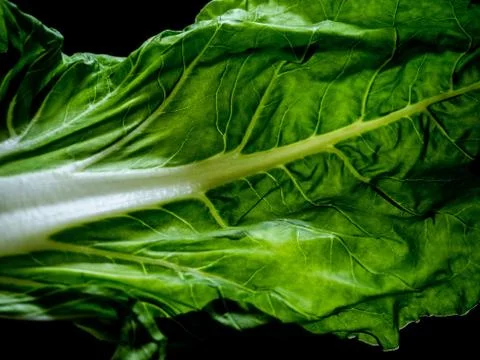 Chard leaf. Stock Photos