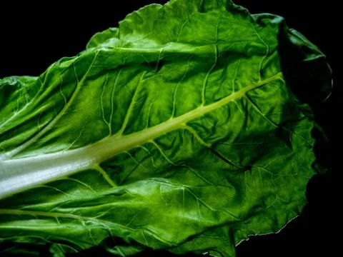 Chard leaf. Stock Photos