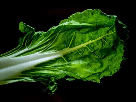 Chard leaf. Stock Photos