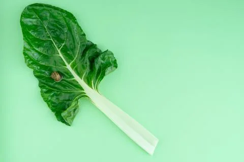 Chard leaf with a snail on a blue background. Copy space. Foto stock
