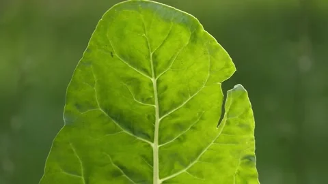 Chard leaf tip Stock Footage 278151931